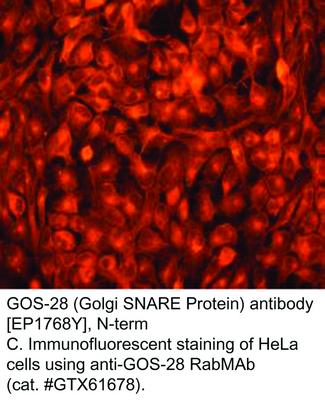 GOS-28 (Golgi SNARE Protein) antibody [EP1768Y], N-term, GeneTex