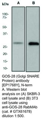 GOS-28 (Golgi SNARE Protein) antibody [EP1768Y], N-term, GeneTex