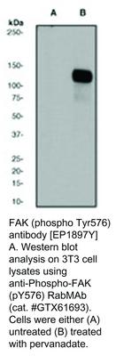 FAK (phospho Tyr576) antibody [EP1897Y], GeneTex