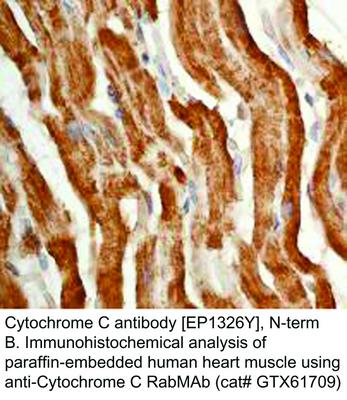 Cytochrome C antibody [EP1326Y], N-term, GeneTex