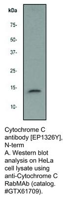 Cytochrome C antibody [EP1326Y], N-term, GeneTex