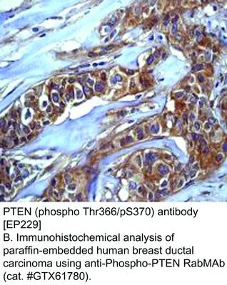 PTEN (phospho Thr366/pS370) antibody [EP229], GeneTex