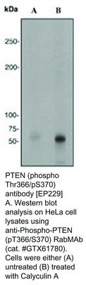 PTEN (phospho Thr366/pS370) antibody [EP229], GeneTex