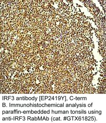 IRF3 antibody [EP2419Y], C-term, GeneTex