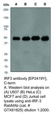 IRF3 antibody [EP2419Y], C-term, GeneTex