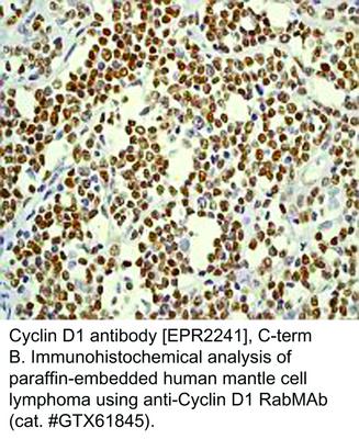 Cyclin D1 antibody [EPR2241], C-term, GeneTex