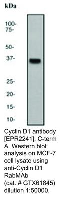 Cyclin D1 antibody [EPR2241], C-term, GeneTex