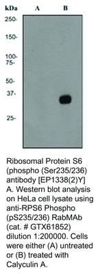 Ribosomal Protein S6 (phospho (Ser235/236) antibody [EP1338(2)Y], GeneTex