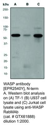 WASP antibody [EPR2540Y], N-term, GeneTex