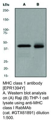 MHC class 1 antibody [EPR1394Y], GeneTex