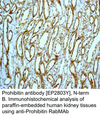 Prohibitin antibody [EP2803Y], N-term, GeneTex