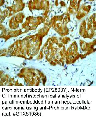 Prohibitin antibody [EP2803Y], N-term, GeneTex