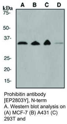 Prohibitin antibody [EP2803Y], N-term, GeneTex