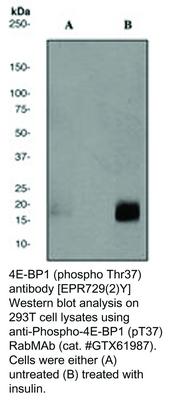 4E-BP1 (phospho Thr37) antibody [EPR729(2)Y], GeneTex