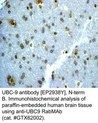 UBC-9 antibody [EP2938Y], N-term, GeneTex