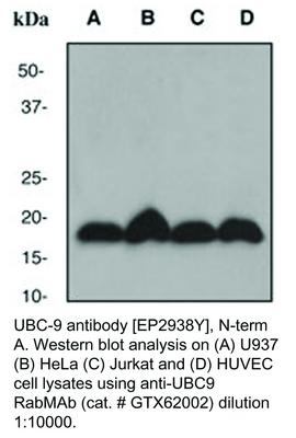 UBC-9 antibody [EP2938Y], N-term, GeneTex