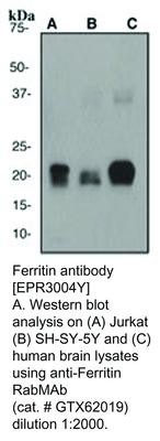 Ferritin antibody [EPR3004Y], GeneTex