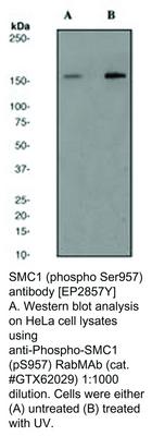 SMC1 (phospho Ser957) antibody [EP2857Y], GeneTex