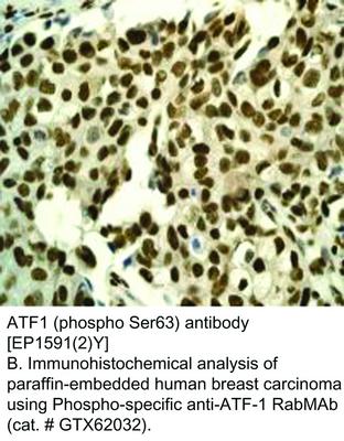 ATF1 (phospho Ser63) antibody [EP1591(2)Y], GeneTex