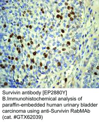 Survivin antibody [EP2880Y], GeneTex