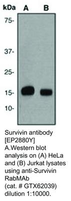 Survivin antibody [EP2880Y], GeneTex