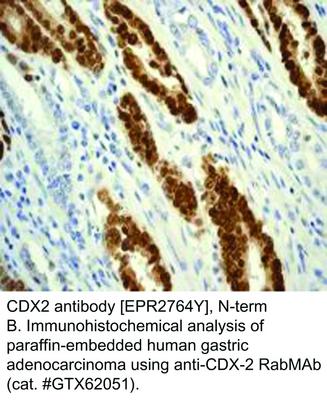 CDX2 antibody [EPR2764Y], N-term, GeneTex