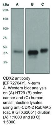 CDX2 antibody [EPR2764Y], N-term, GeneTex