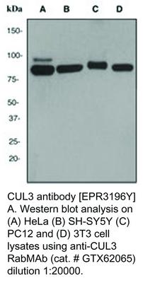 CUL3 antibody [EPR3196Y], GeneTex