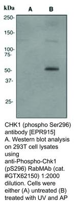 CHK1 (phospho Ser296) antibody [EPR915], GeneTex