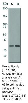 Hex antibody [EPR3361], GeneTex