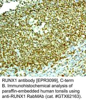 RUNX1 antibody [EPR3099], C-term, GeneTex