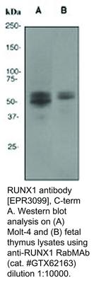 RUNX1 antibody [EPR3099], C-term, GeneTex