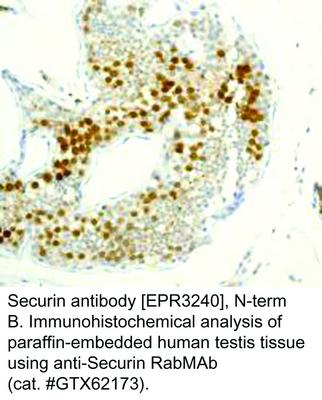 Securin antibody [EPR3240], N-term, GeneTex