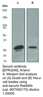 Securin antibody [EPR3240], N-term, GeneTex