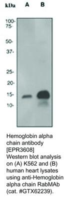 Hemoglobin alpha chain antibody [EPR3608], GeneTex