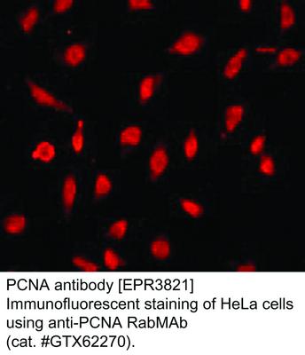 PCNA antibody [EPR3821], GeneTex