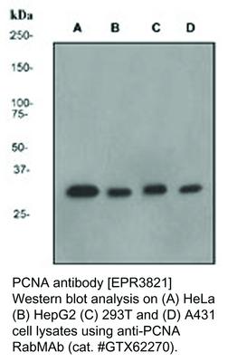 PCNA antibody [EPR3821], GeneTex