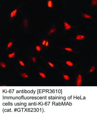 Ki-67 antibody [EPR3610], GeneTex