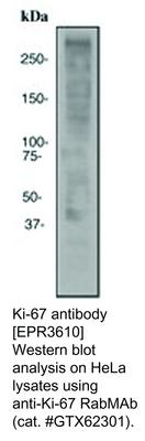 Ki-67 antibody [EPR3610], GeneTex