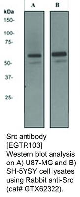 Src antibody [EGTR103], GeneTex