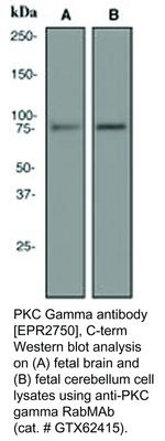 PKC Gamma antibody [EPR2750], C-term, GeneTex