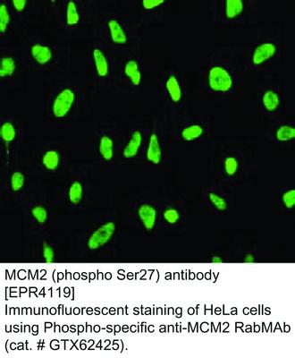 MCM2 (phospho Ser27) antibody [EPR4119], GeneTex