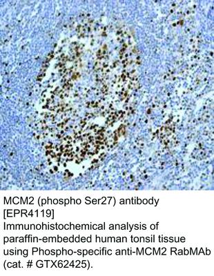 MCM2 (phospho Ser27) antibody [EPR4119], GeneTex