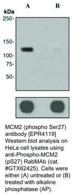 MCM2 (phospho Ser27) antibody [EPR4119], GeneTex