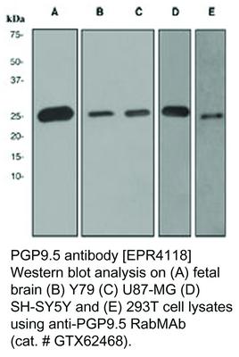 PGP9.5 antibody [EPR4118], GeneTex