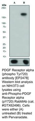 PDGF Receptor alpha (phospho Tyr720) antibody [EP2478], GeneTex