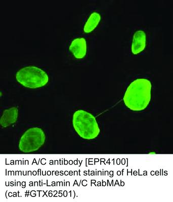 Lamin A/C antibody [EPR4100], GeneTex