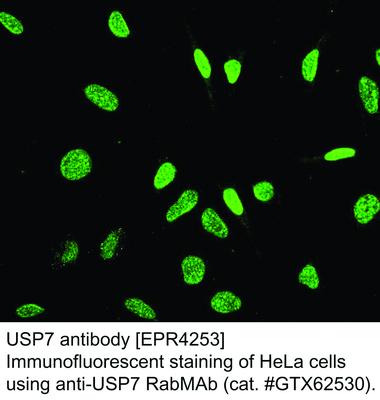 USP7 antibody [EPR4253], GeneTex