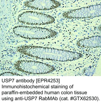 USP7 antibody [EPR4253], GeneTex