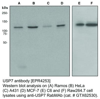 USP7 antibody [EPR4253], GeneTex